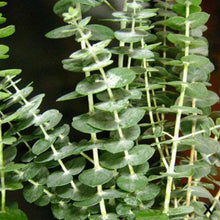 Load image into Gallery viewer, Eucalyptus Baby Blue - Wholesale - 48LongStems.com
