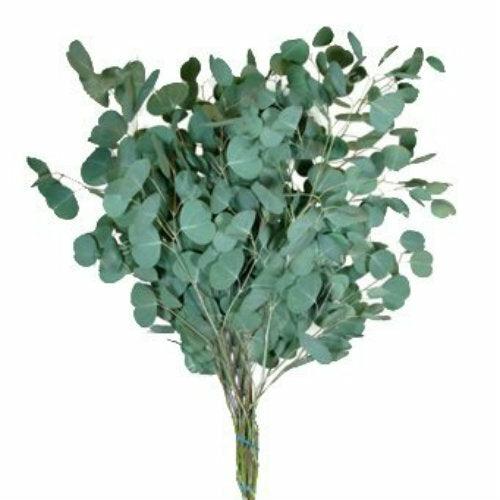 Eucalyptus Silver Dollar - Wholesale - 48LongStems.com
