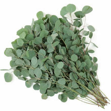 Load image into Gallery viewer, Eucalyptus Silver Dollar - Wholesale - 48LongStems.com

