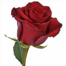 Load image into Gallery viewer, Explorer Red Roses Wholesale - 48LongStems.com
