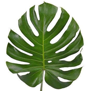 Extra Large Monstera Leaves - Wholesale - 48LongStems.com