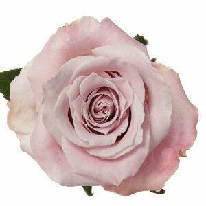 Faith Pink Roses Wholesale - 48LongStems.com
