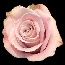 Load image into Gallery viewer, Faith Pink Roses Wholesale - 48LongStems.com
