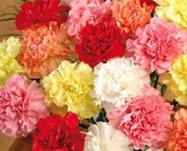 Farm Mix Carnations - Standard - 48LongStems.com