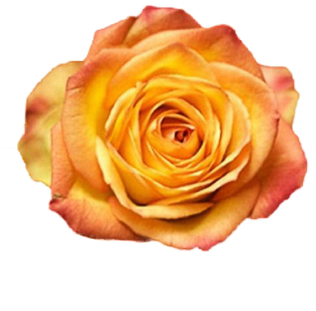 Fiction Bi-Color Yellow Roses Wholesale - 48LongStems.com