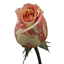 Load image into Gallery viewer, Fiesta Bi-Color Pink Roses Wholesale - 48LongStems.com
