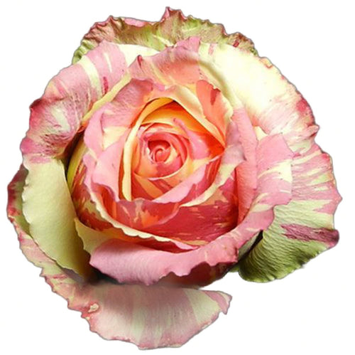 Fiesta Bi-Color Pink Roses Wholesale - 48LongStems.com