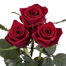 Load image into Gallery viewer, Finally Red Roses Wholesale - 48LongStems.com
