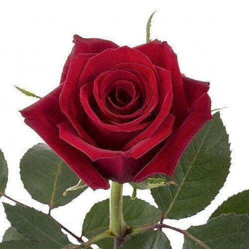 Blooms2Door 50 Red Roses (Farm-Fresh, Long Stem - 50cm) - Farm Direct  Wholesale Fresh Flowers
