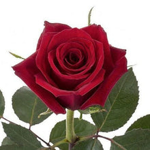 Load image into Gallery viewer, Finally Red Roses Wholesale - 48LongStems.com
