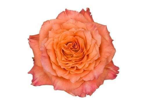Free Spirit Orange Roses Wholesale - 48LongStems.com