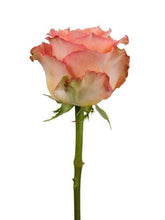 Load image into Gallery viewer, Free Spirit Orange Roses Wholesale - 48LongStems.com
