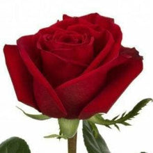 Load image into Gallery viewer, Freedom Red Roses Wholesale - 48LongStems.com
