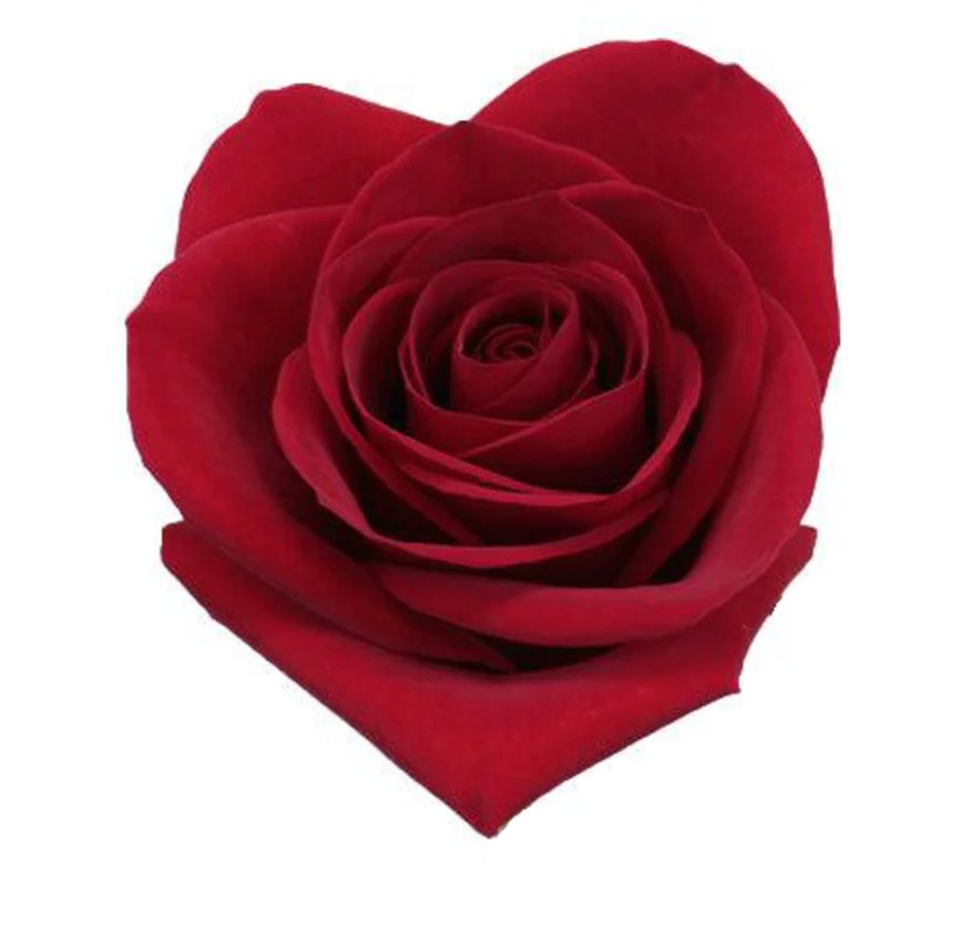 Freedom Red Roses Wholesale - 48LongStems.com