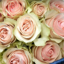 Load image into Gallery viewer, Frutteto Pink Roses Wholesale - 48LongStems.com
