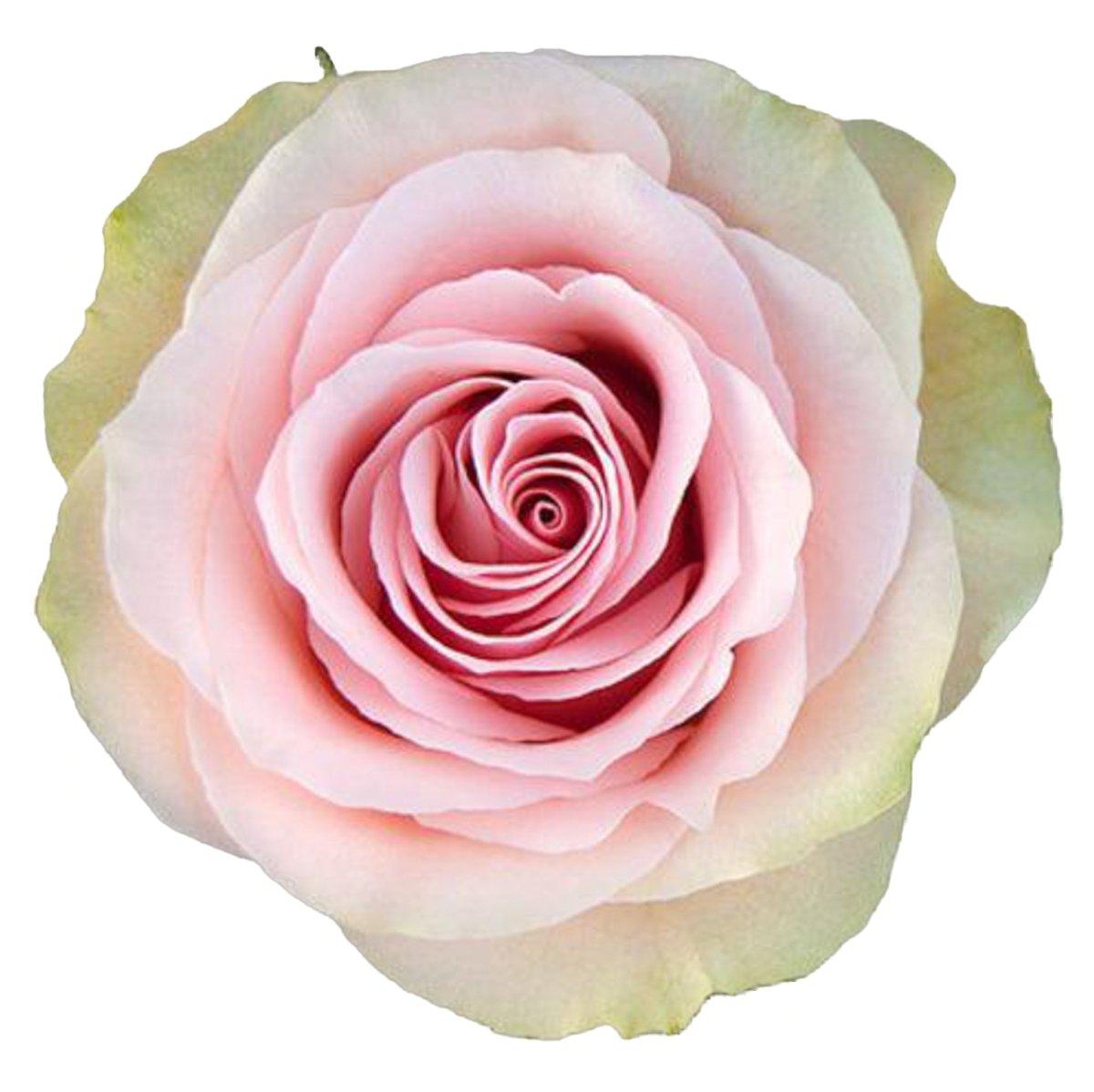 Frutteto Pink Roses Wholesale - 48LongStems.com