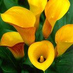 Load image into Gallery viewer, Giant Mango Calla Lilies - Wholesale - 48LongStems.com

