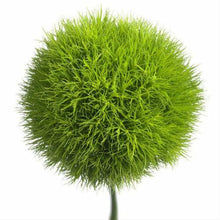 Load image into Gallery viewer, Green Ball Dianthus - Wholesale - 48LongStems.com
