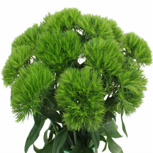 Green Ball Dianthus - Wholesale - 48LongStems.com