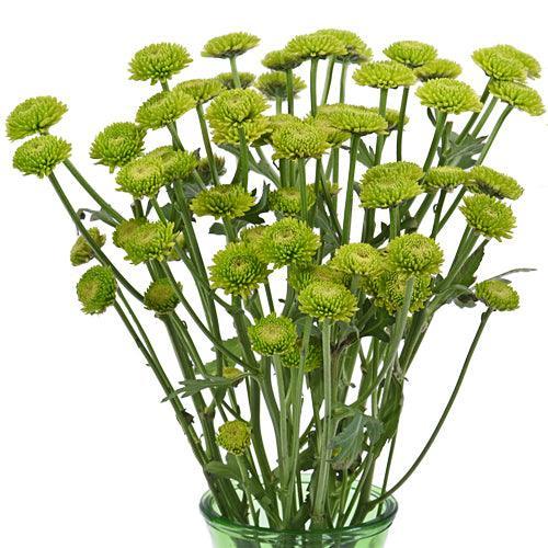 Ivory Button Mums Wholesale Green Button Mums | Bulk Green Button Mums – 48LongStems.com
