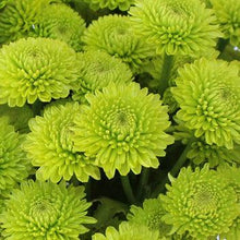 Load image into Gallery viewer, Green Button Mums - 48LongStems.com
