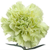 Green Carnations - Fancy - 48LongStems.com