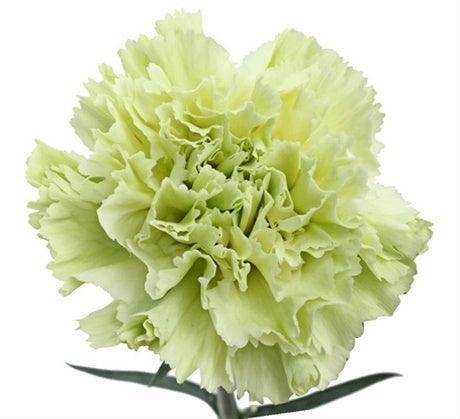 Green Carnations - Fancy - 48LongStems.com