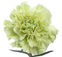 Load image into Gallery viewer, Green Carnations - Standard - 48LongStems.com
