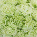 Green Carnations - Fancy - 48LongStems.com