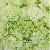 Green Carnations - Fancy - 48LongStems.com