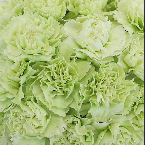 Green Carnations - Fancy - 48LongStems.com