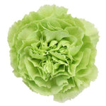 Green Carnations - Fancy - 48LongStems.com