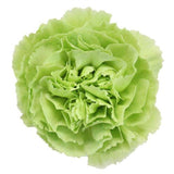 Green Carnations - Fancy - 48LongStems.com