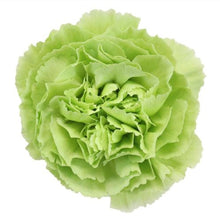 Load image into Gallery viewer, Green Carnations - Standard - 48LongStems.com
