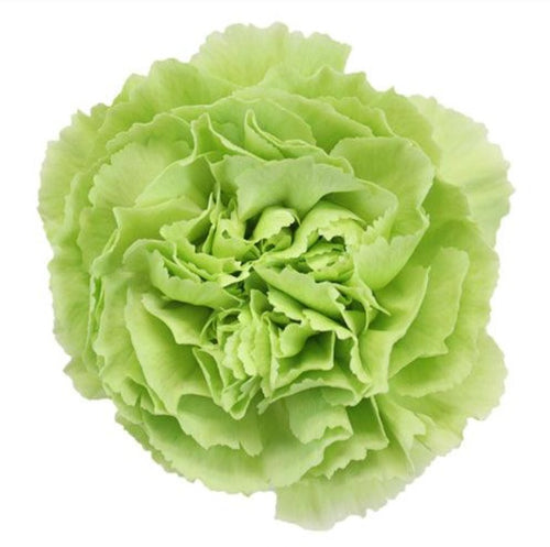 Green Carnations - Standard - 48LongStems.com