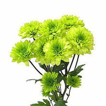 Load image into Gallery viewer, Green Cushion Mums - 48LongStems.com

