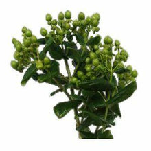 Load image into Gallery viewer, Green Hypericum Berry Wholesale - 48LongStems.com
