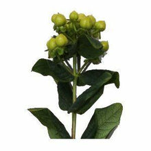 Load image into Gallery viewer, Green Hypericum Berry Wholesale - 48LongStems.com
