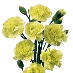 Green Mini Carnations - 48LongStems.com