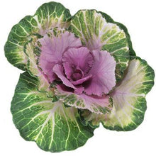 Load image into Gallery viewer, Green-Purple Ornamental Cabbage-Kale (Brassica) - Wholesale - 48LongStems.com
