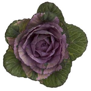 Green-Purple Ornamental Cabbage-Kale (Brassica) - Wholesale - 48LongStems.com