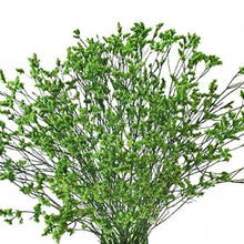 Load image into Gallery viewer, Green Tinted Limonium - 48LongStems.com
