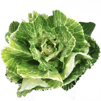 Green-White Ornamental Cabbage-Kale (Brassica) - Wholesale - 48LongStems.com
