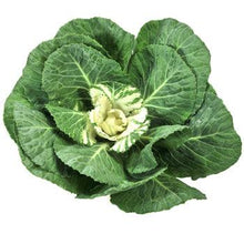 Load image into Gallery viewer, Green-White Ornamental Cabbage-Kale (Brassica) - Wholesale - 48LongStems.com
