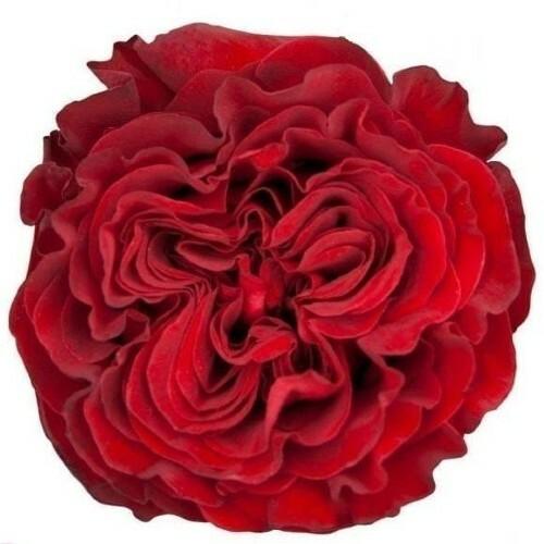 Hearts Red Garden Roses Wholesale - 48LongStems.com