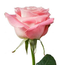 Load image into Gallery viewer, Hermosa Pink Roses - 48LongStems.com
