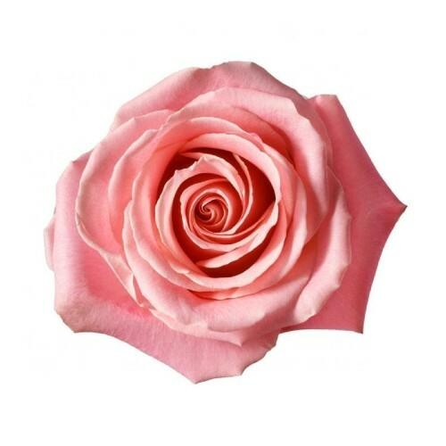 Hermosa Pink Roses - 48LongStems.com