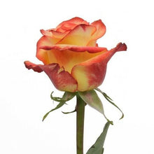 Load image into Gallery viewer, High and Magic Bi-Color Yellow Roses Wholesale - 48LongStems.com
