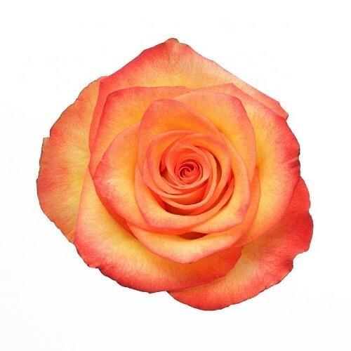 High and Magic Bi-Color Yellow Roses | Wholesale Roses