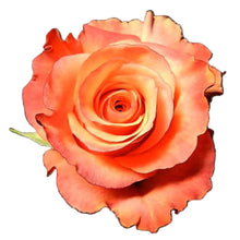 Load image into Gallery viewer, High and Sunshine Peach Roses Wholesale - 48LongStems.com
